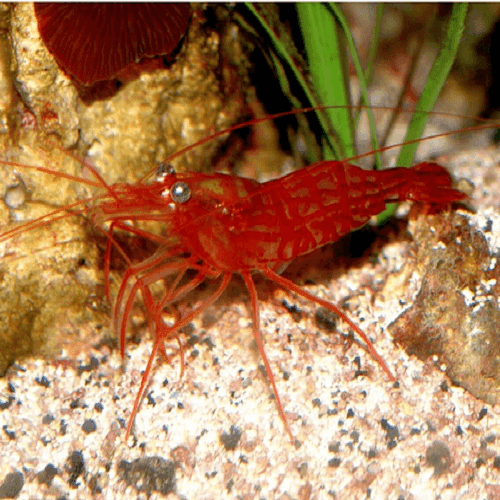Lysmata wurdemanni - Wurdemanns Garnele