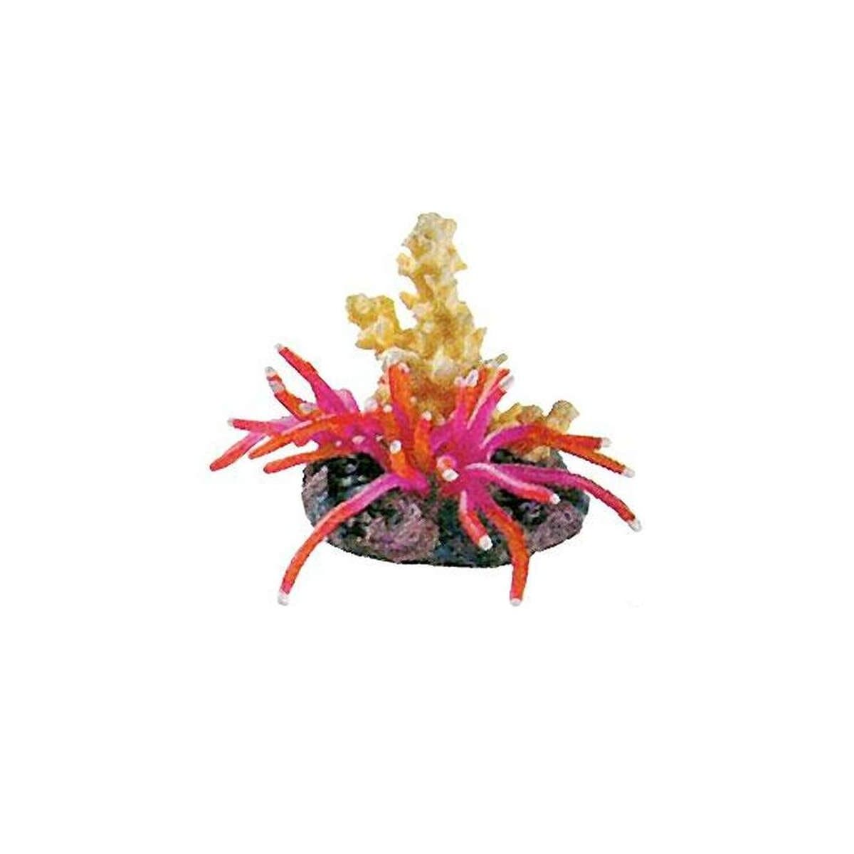 Ocean-Nature, Anemone-Polyp, 11x8x10cm