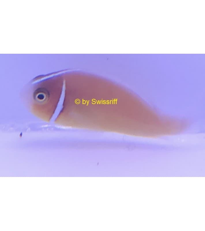 Amphiprion Perideraion