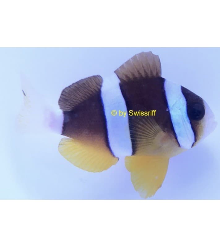 Amphiprion clarkii