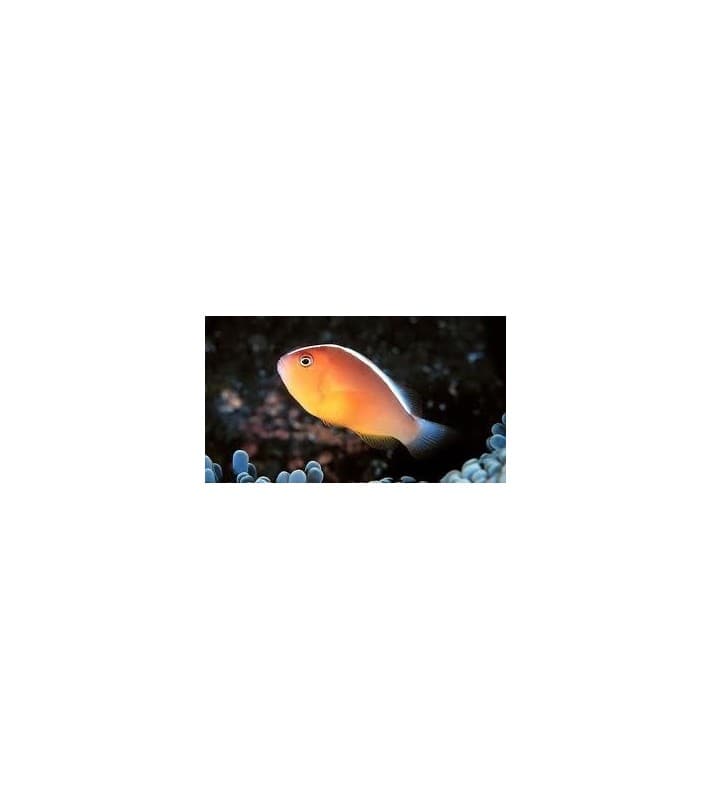 Amphiprion akallopisos