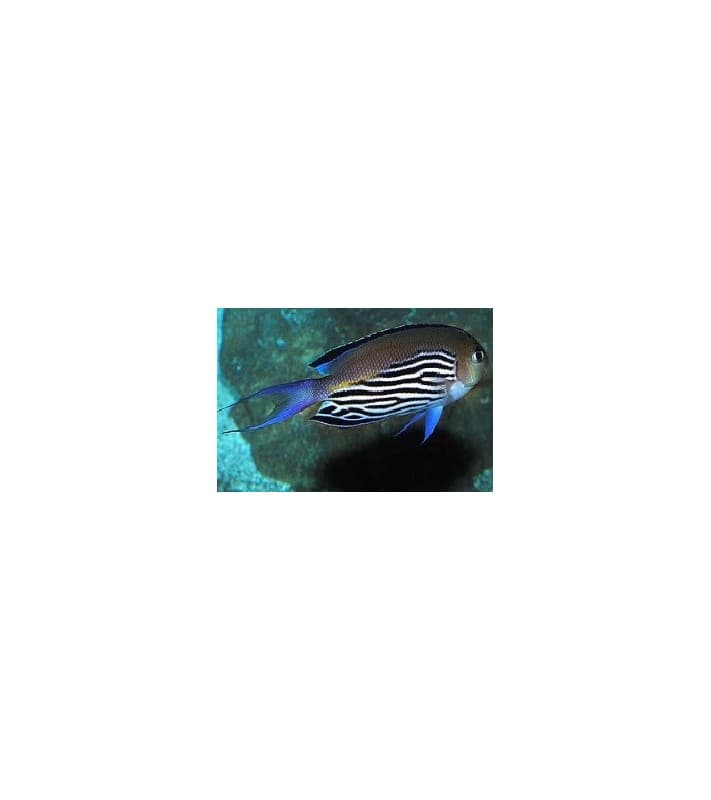 Genicanthus watanabei
