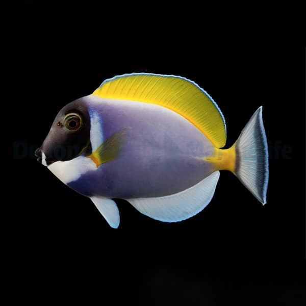 Acanthurus leucosternon - Pazifik Weißkehldoktor
