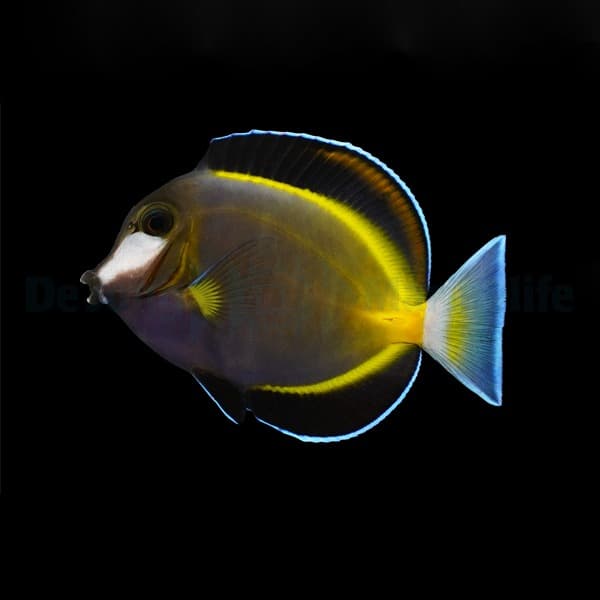 Acanthurus japonicus - Japanischer Doktorfisch