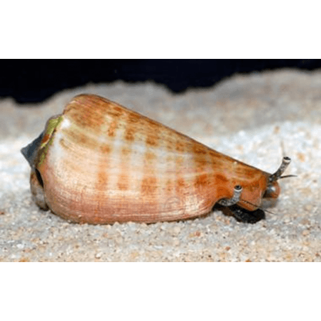 Strombus luhuanus - Kegelfechterschnecke