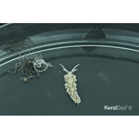 Berghia Nudibranch