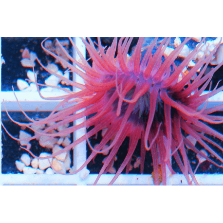 Cerianthus Sp. (rot) Zylinderrose