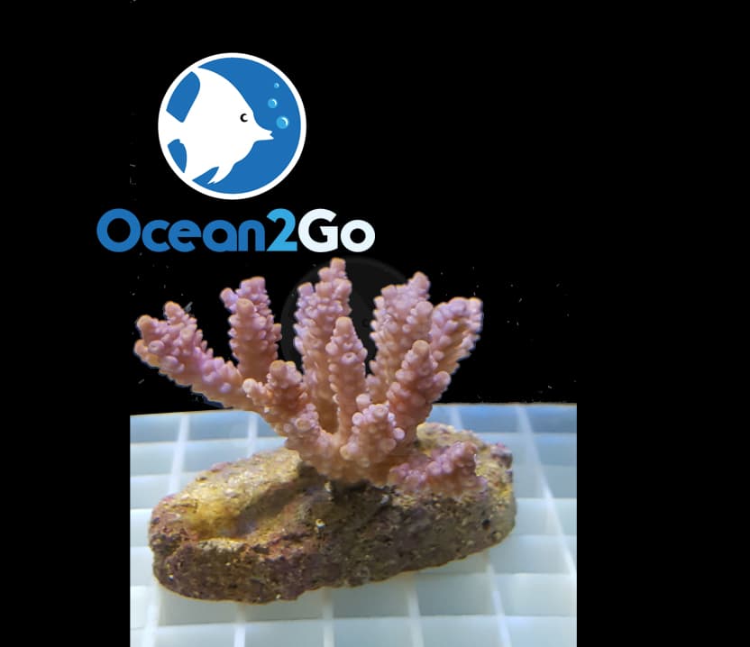 Acropora Plana violet white
