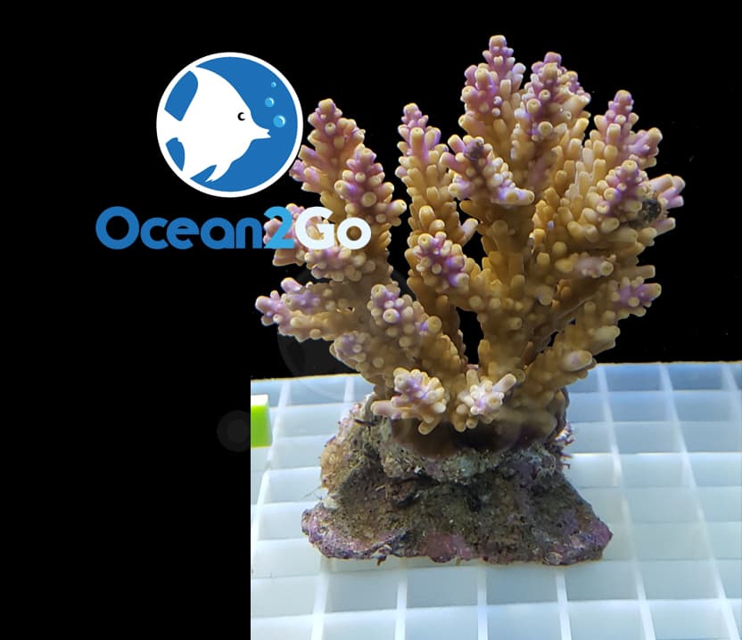 Acropora Desalwii