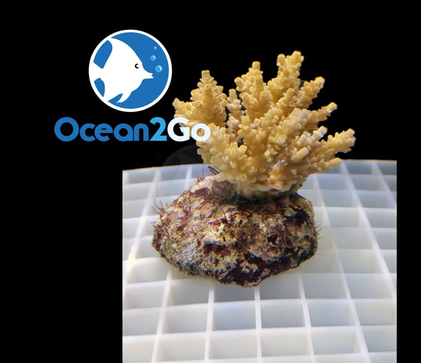Acropora Tenuis : Yellow
