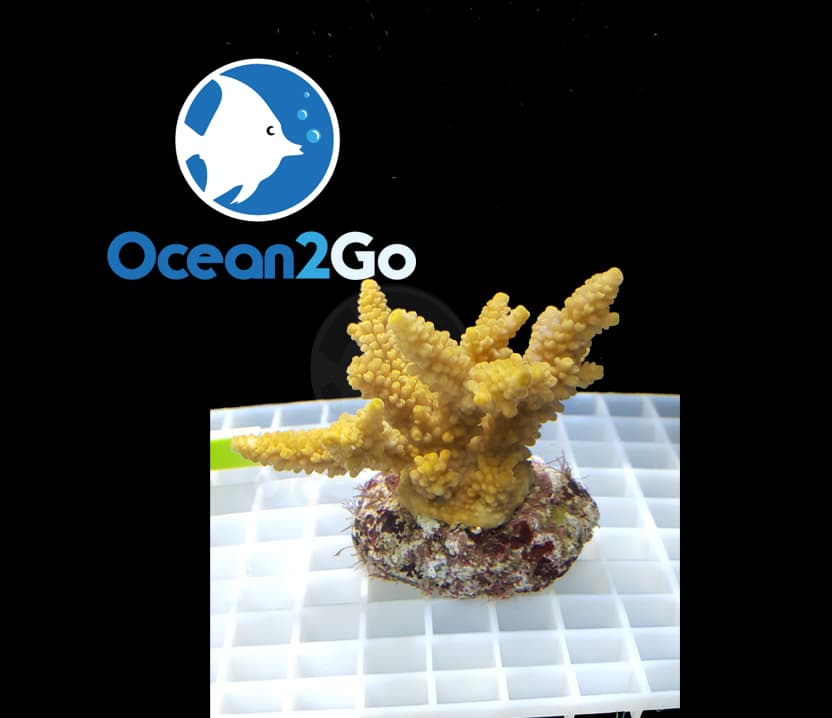 Acropora Tenuis : Yellow Large