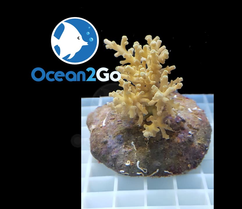Acropora Carduus