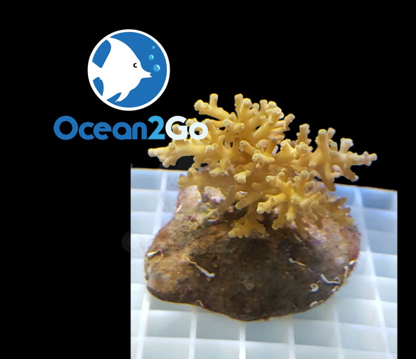Acropora mixed echinata deep sea