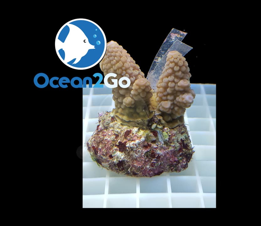 Acropora Humilis