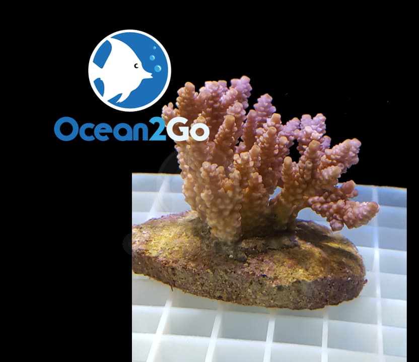 Acropora Austera