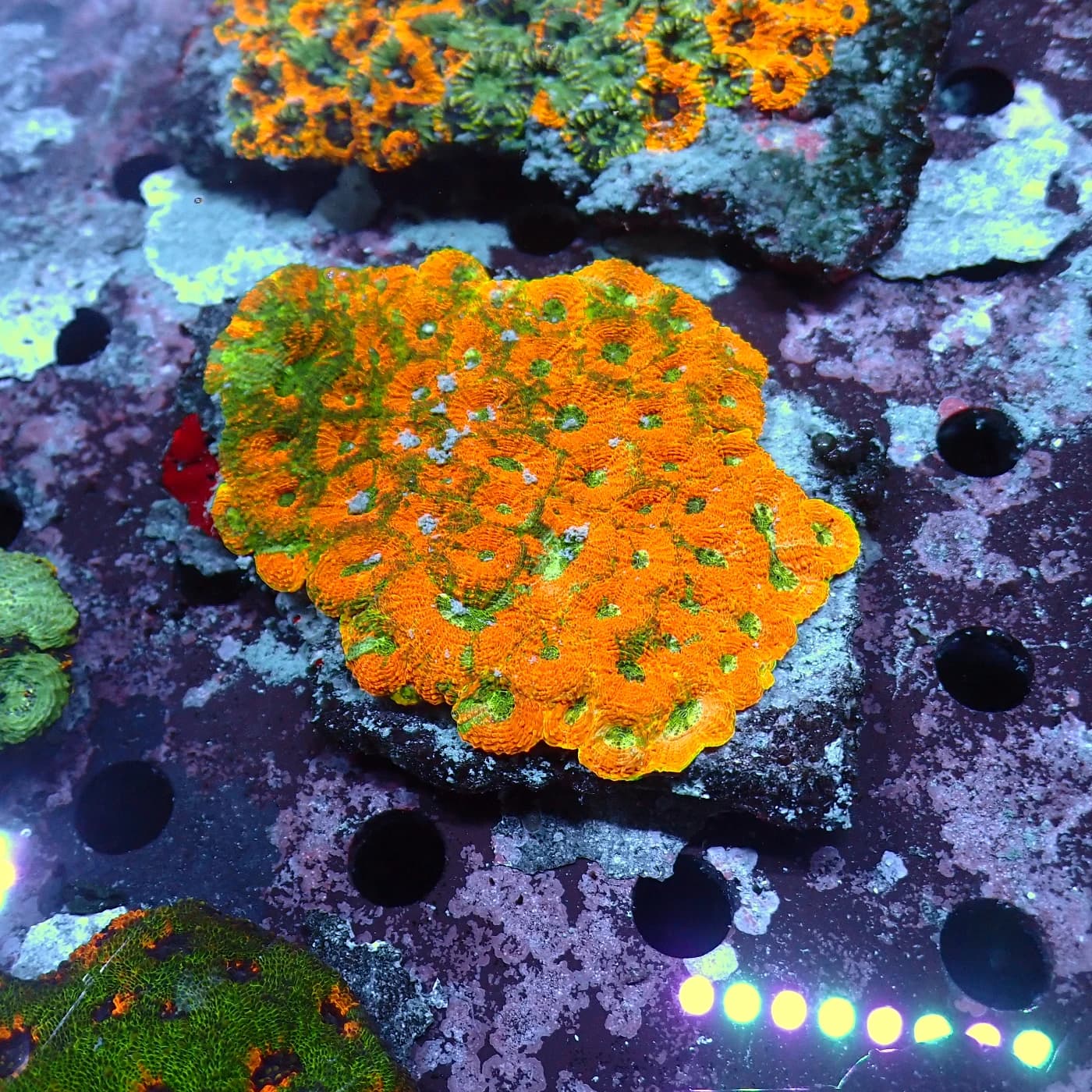 Aanthastrea Echinata