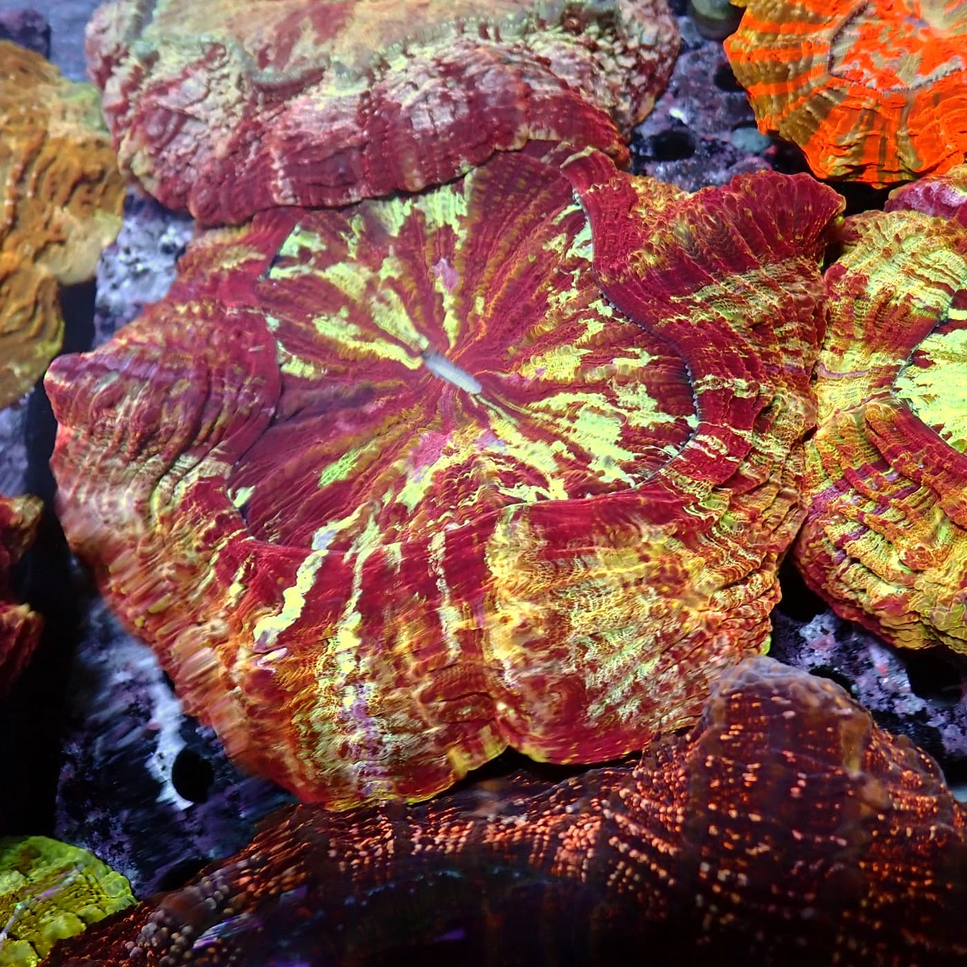 Acanthophyllia red magic