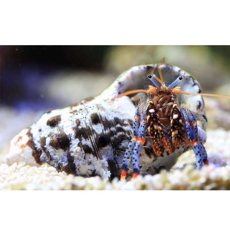 Clibanarius tricolor