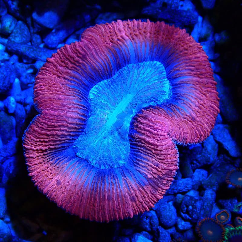 Trachyphyllia geoffroyi