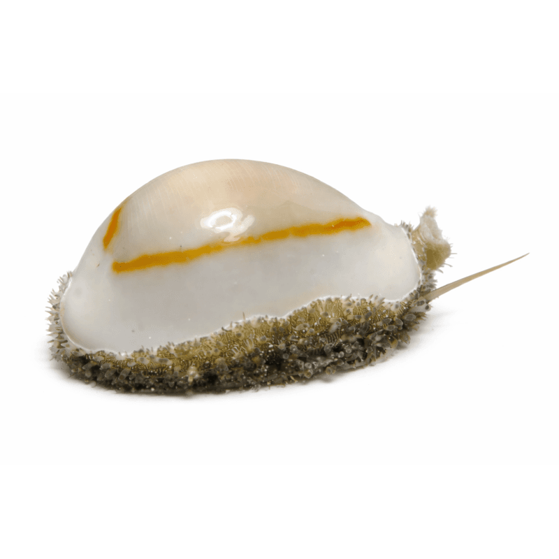 Cypraea annulus- Porcelaine à Anneau D'Or