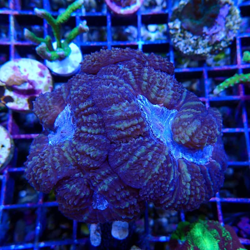 Acanthastrea pachysepta