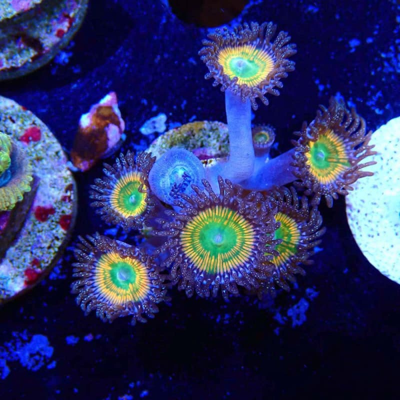 Zoanthus Ultra Sunny D