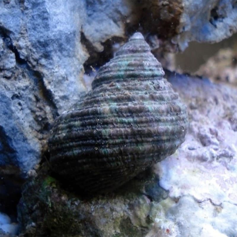 Turbo setosus.- Escargot mangeur d'algues