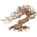 Amtra Oriental Wood - WIND 3, MD