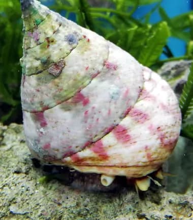 Tectus Conus – Kegelförmige Kreiselschnecke
