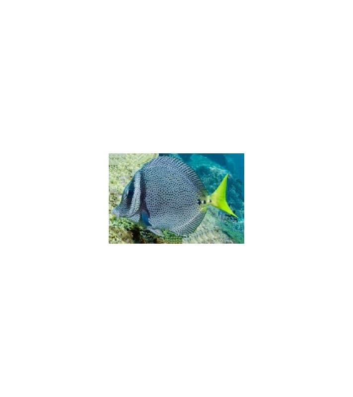 Prionurus Punctatus