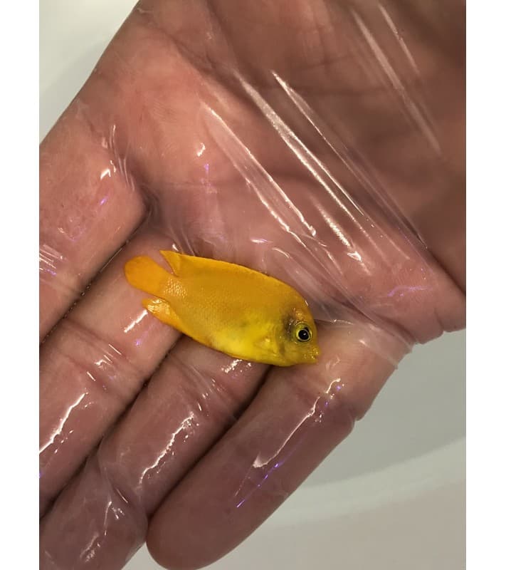 Acanthurus Olivaceus
