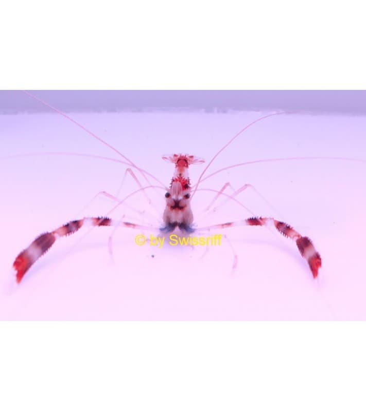 Stenopus hispidus