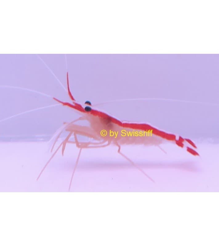 Lysmata amboinensis