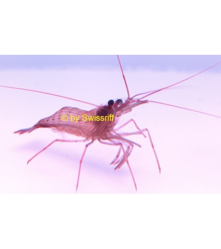 Lysmata wurdemanni