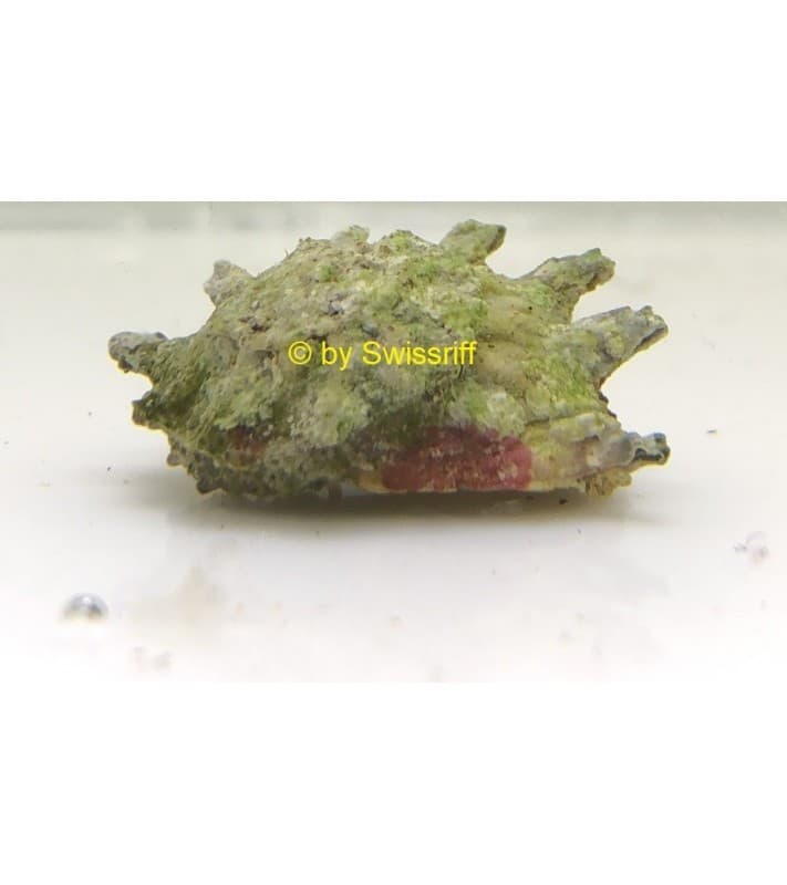 Astralium sp.