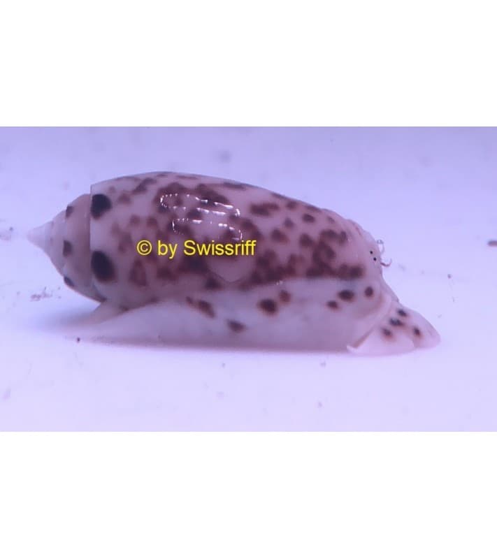 Oliva sayana