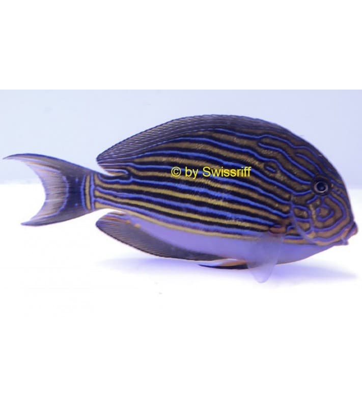 Acanthurus lineatus