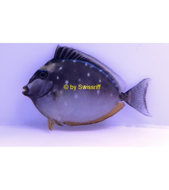 Naso lituratus