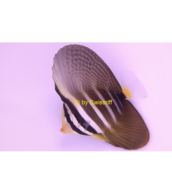 Zebrasoma veliferum