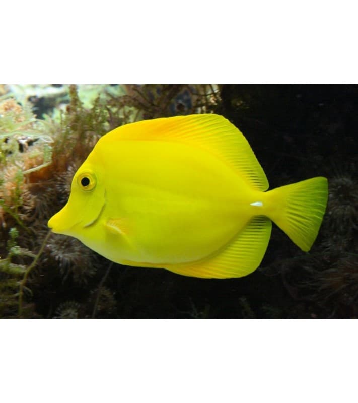 Zebrasoma flavescens