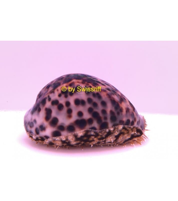 Cypraea tigris