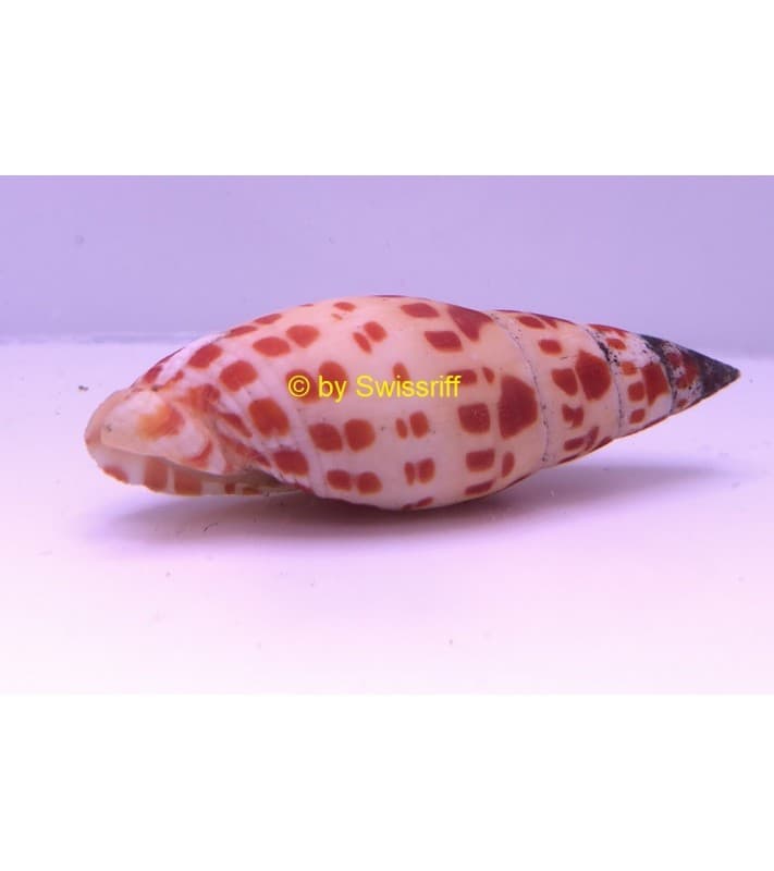 Mitra papalis