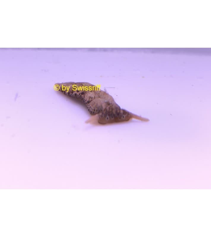 Plakobranchus ocellatus