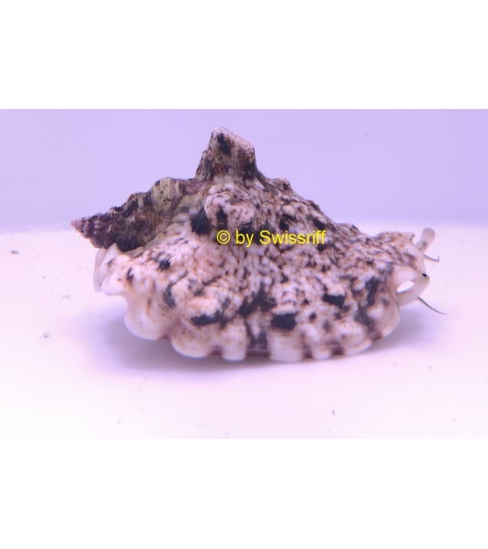 Strombus luanus