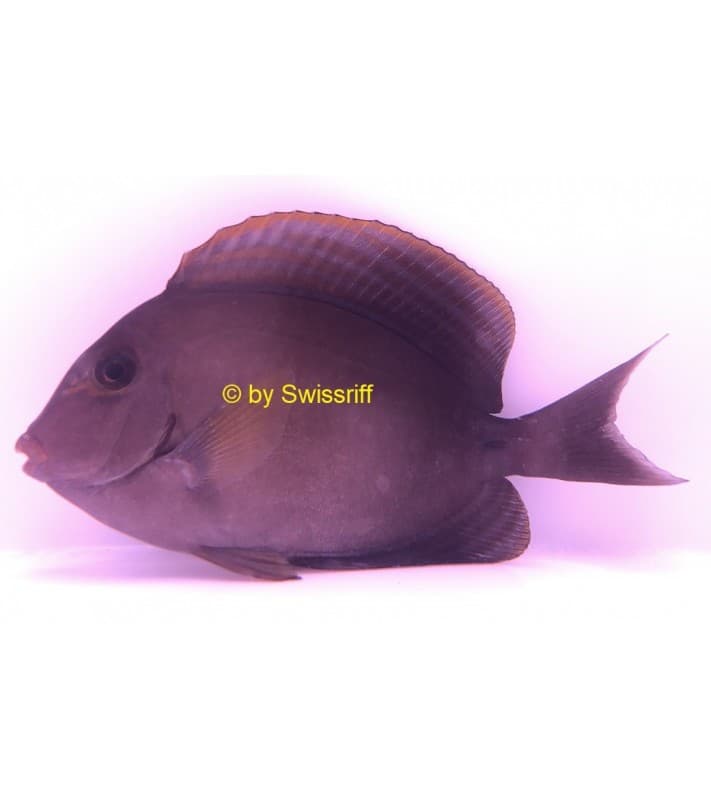 Acanthurus nigricauda