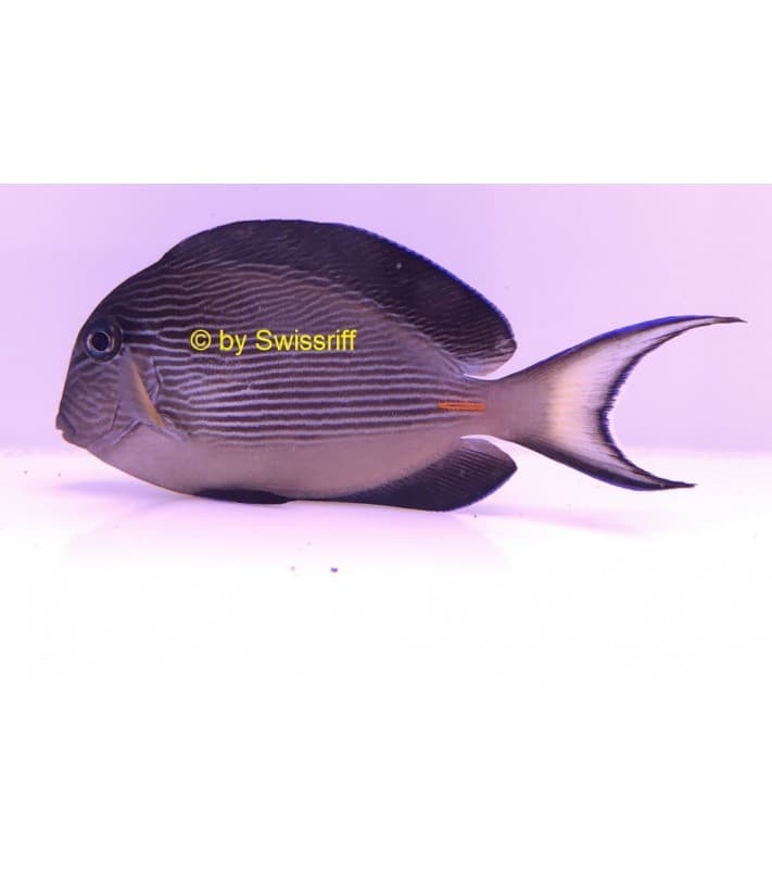Acanthurus sohal