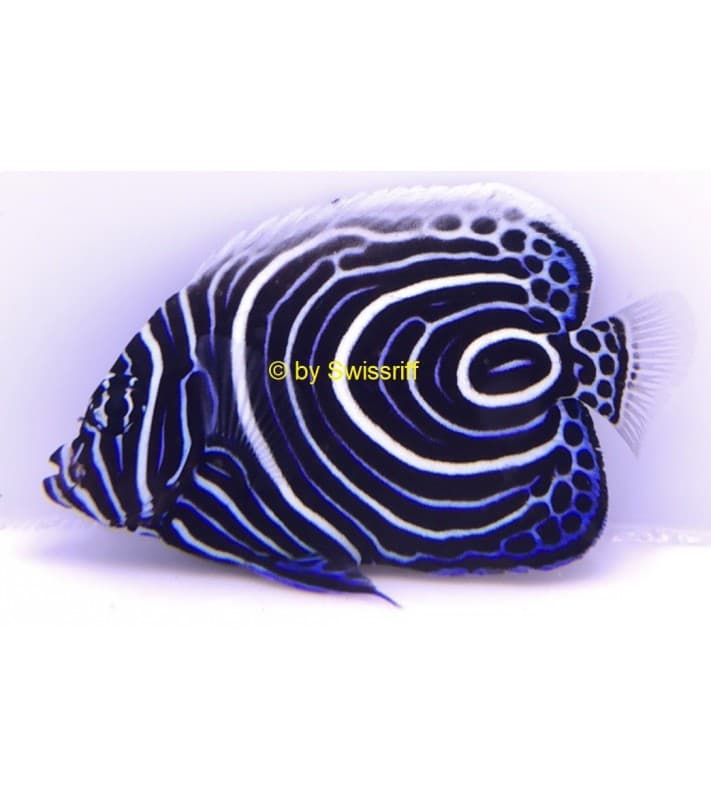 Pomacanthus imperator