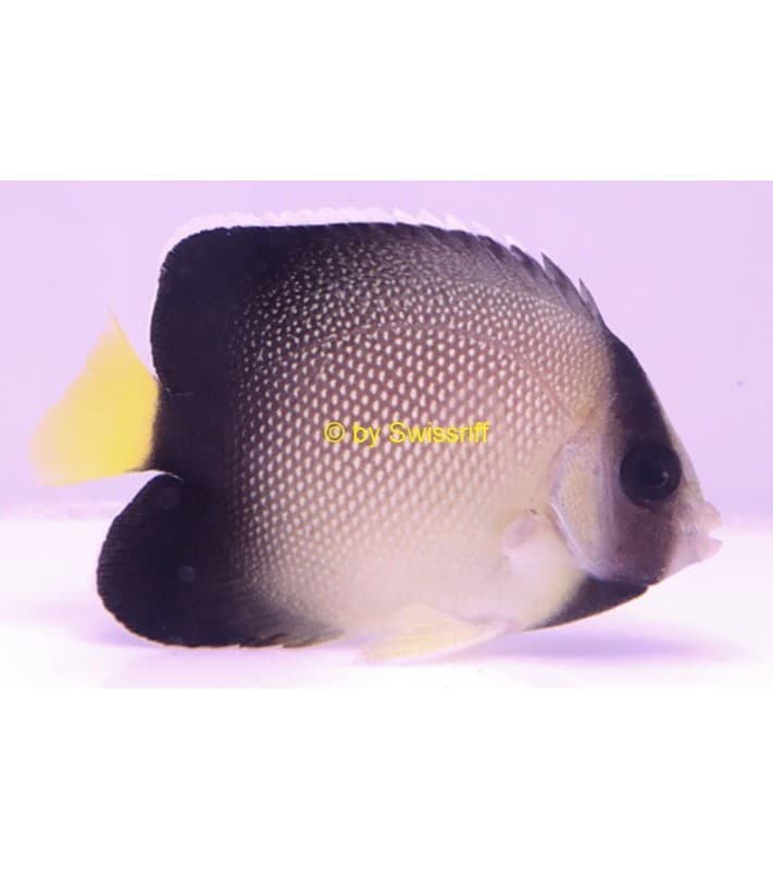Apolemichthys xanthurus