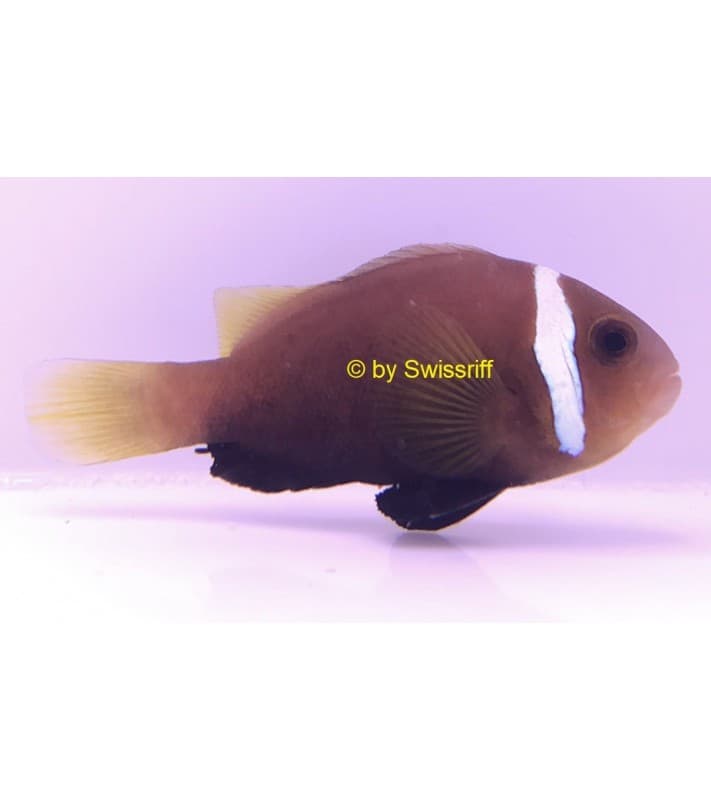Amphiprion melanopus