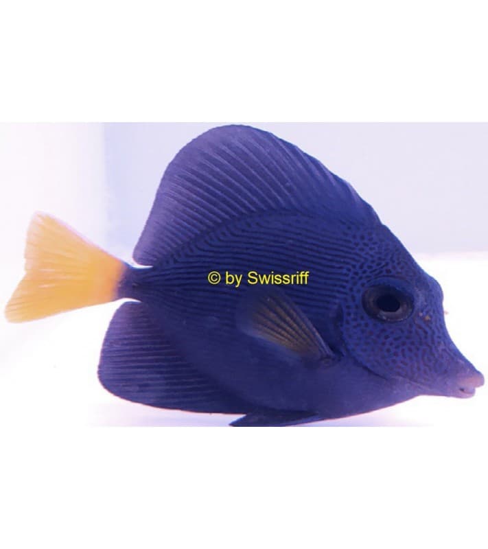 Zebrasoma xanthurum